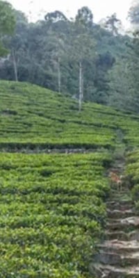 Private Nuwara Eliya Day Tour from Kandy with Pick up